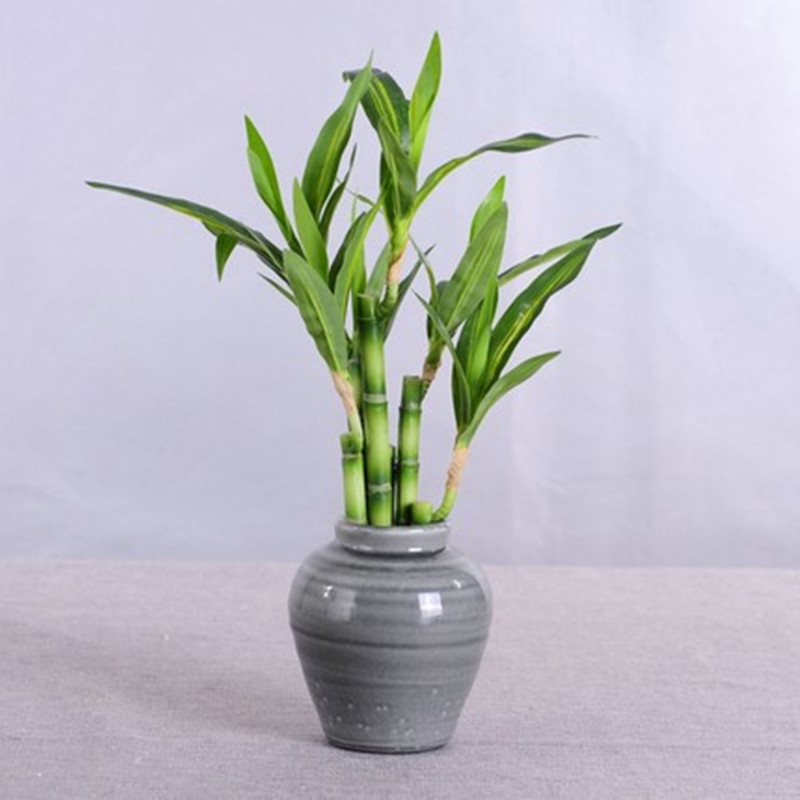 New 40cm Artificial Lucky Bamb - Aquarium Planted Tank review and price