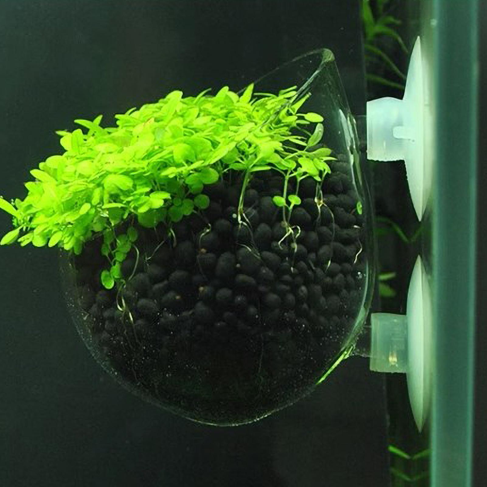 Aquarium Plant Holder Glass Aq - Planted Aquarium Maintenance review and price
