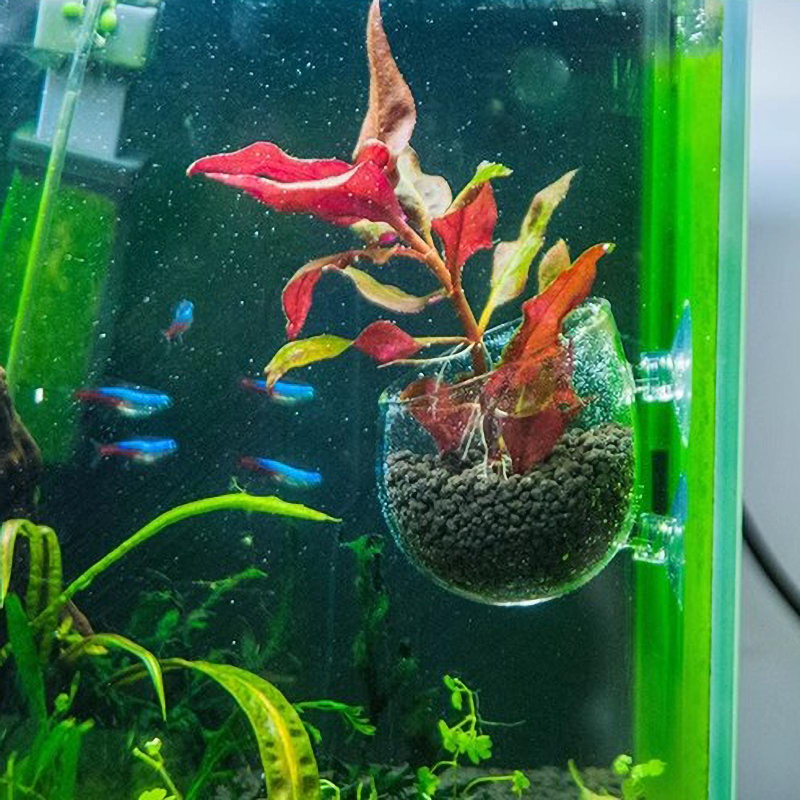 Aquarium Plant Holder Glass Aq - Planted Aquarium Maintenance review and price
