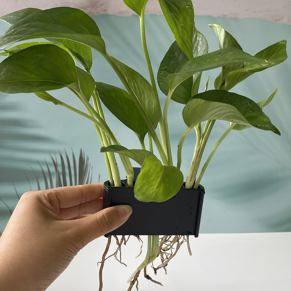Aquarium Plant Holder with Han - Planted Aquarium Maintenance review and price
