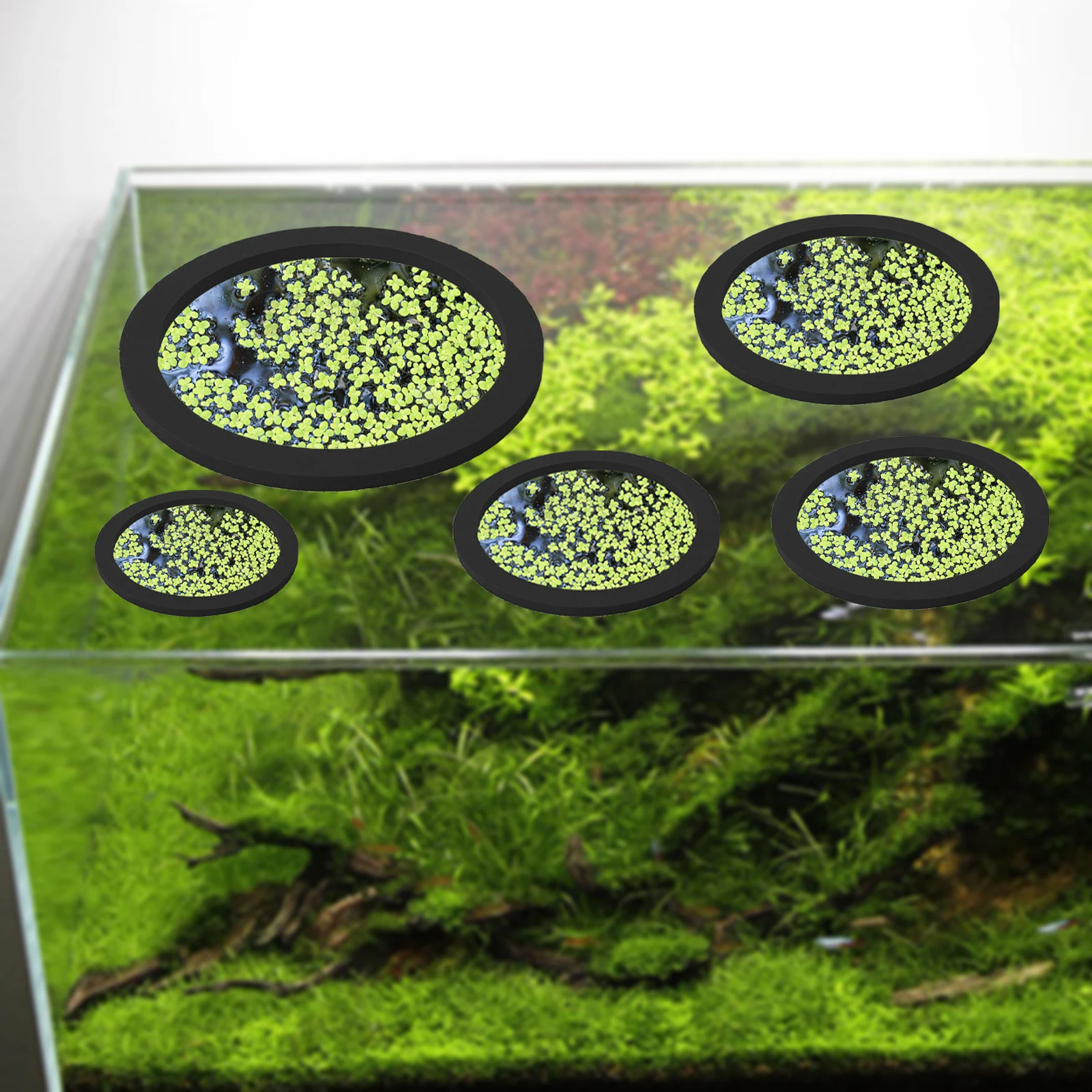 5Pcs EVA Fish Feeding Ring Aqu - Aquarium Planted Tank review and price