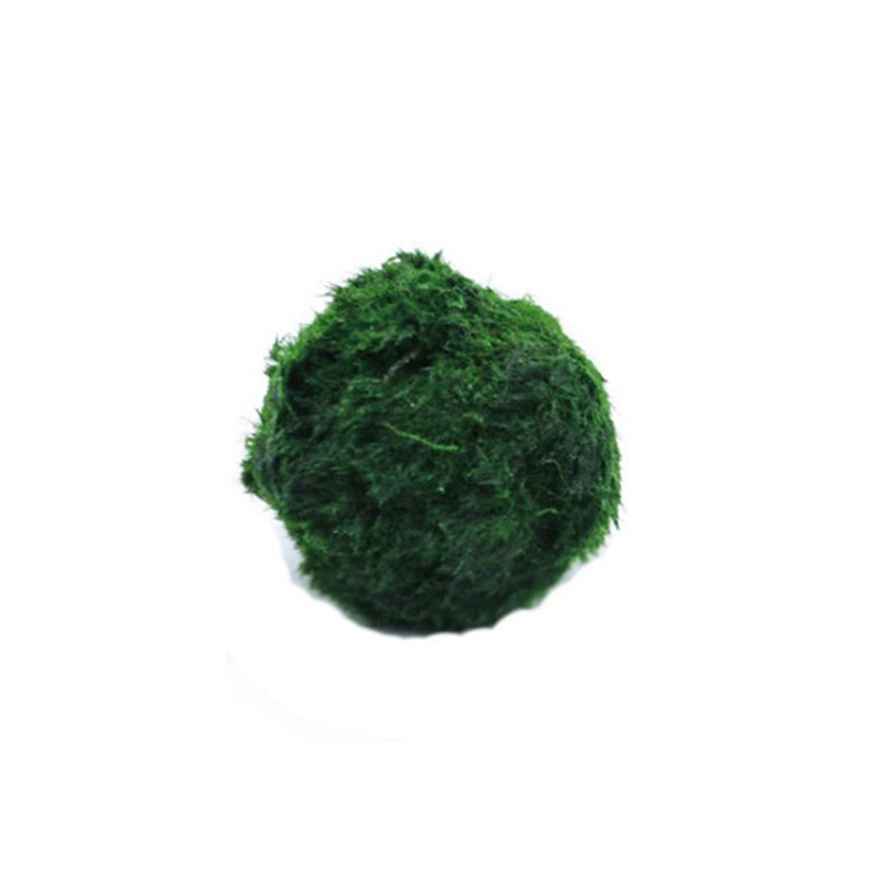 Marimo Moss Balls Live Aquariu - Planted Aquarium Maintenance review and price