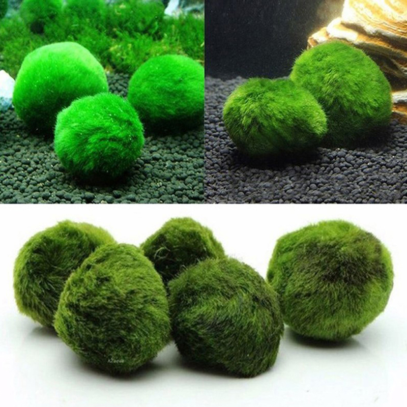 Marimo Moss Balls Live Aquariu - Planted Aquarium Maintenance review and price