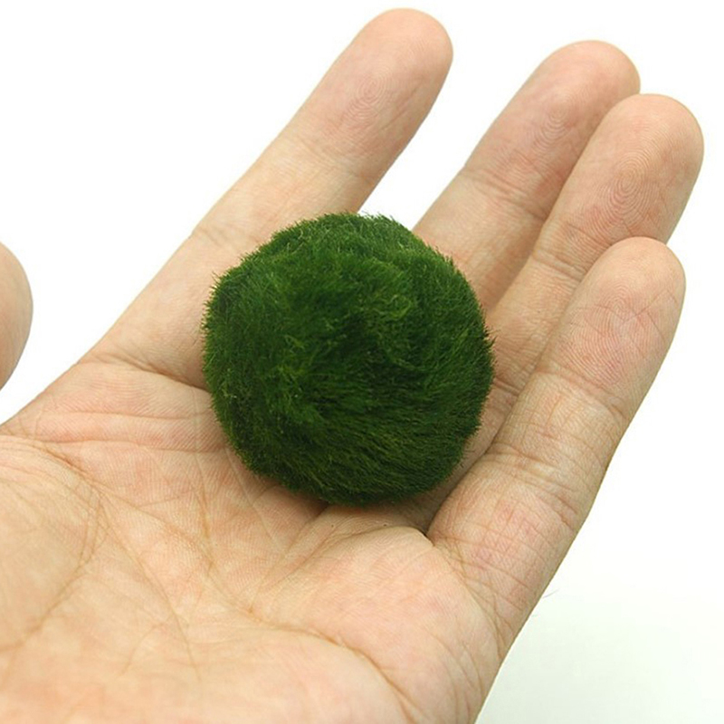 Marimo Moss Balls Live Aquariu - Planted Aquarium Maintenance review and price