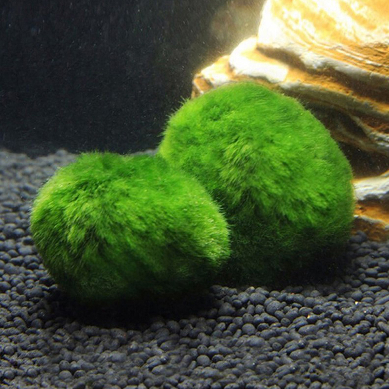 Marimo Moss Balls Live Aquariu - Planted Aquarium Maintenance review and price